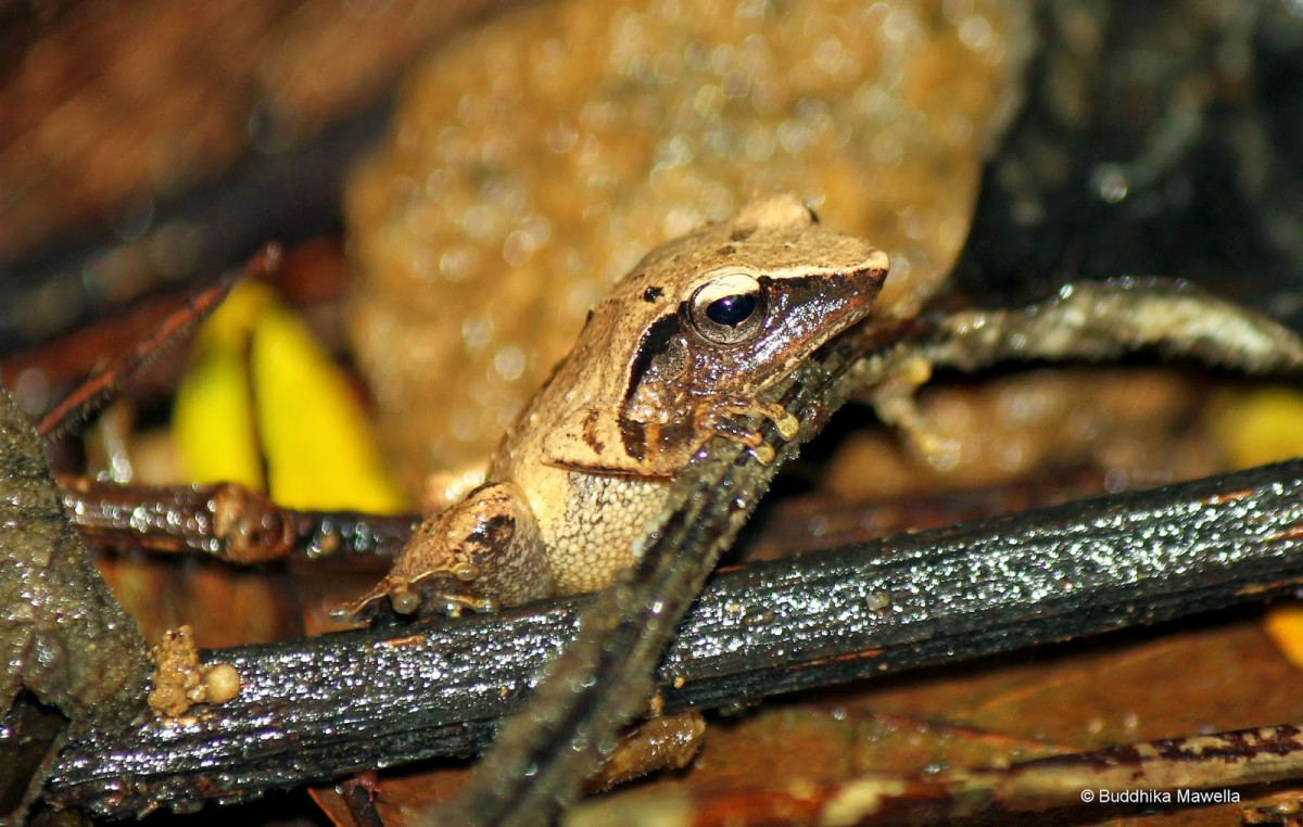 Pseudophilautus zorro Manamendra-Arachchi & Pethiyagoda, 2005